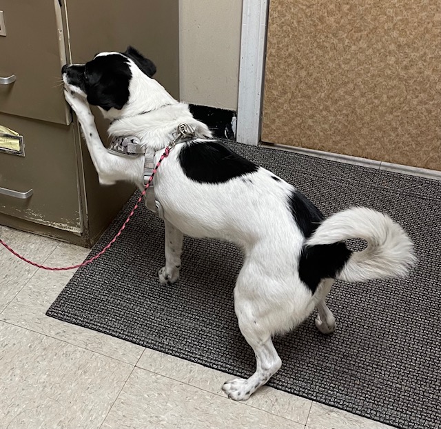 Dog Trainers Workshop's scent work training in Fountain Inn, SC