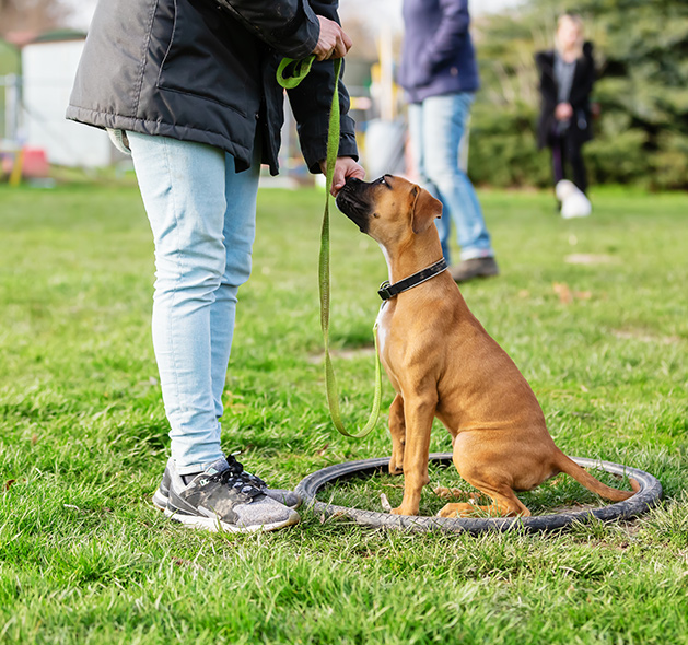 one-week dog boarding school training in Fountain Inn, SC
