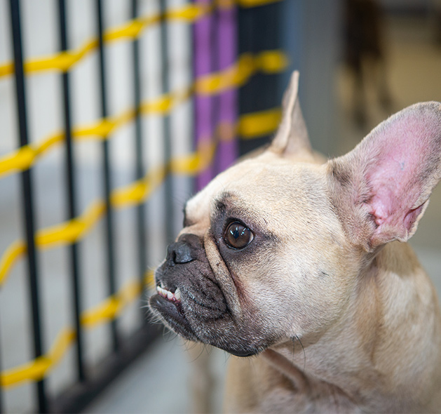 Exceptional Dog Boarding in Fountain Inn, SC by Dog Trainers Workshop
