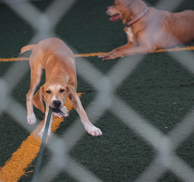 Puppy training during dog boarding with Dog Trainers Workshop in Fountain Inn, SC