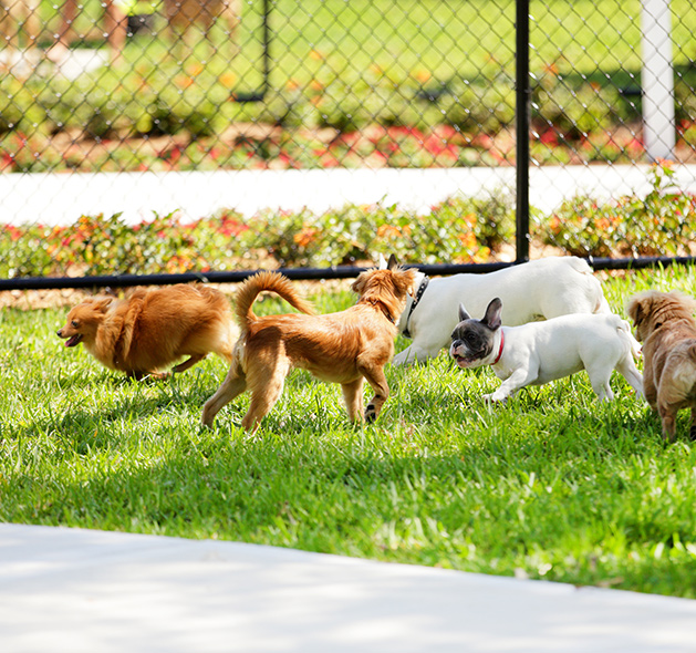 Dog Trainers Workshop's Doggie Daycare in Fountain Inn, SC