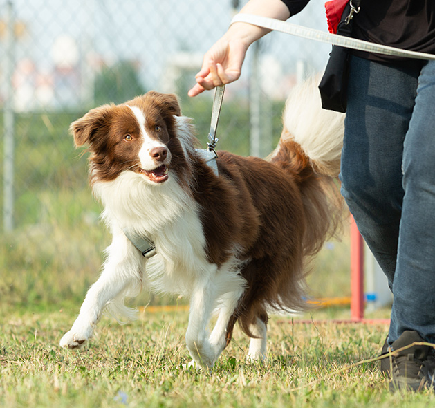 Personalized Dog Training in Fountain Inn, SC by Dog Trainers Workshop